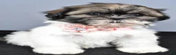 Shih Tzu dogs for sale: Honey - Ad 6