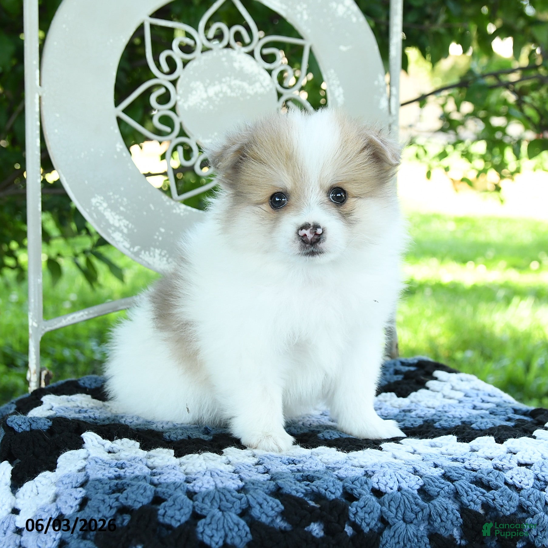 Pomeranian dogs for sale: Powell - Ad 1