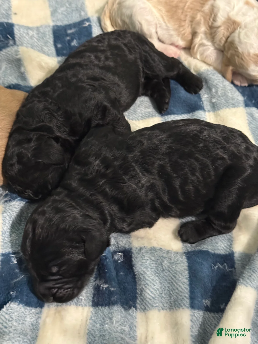 Goldendoodle dogs for sale: Goldendoodle Puppy 1 - Ad 1