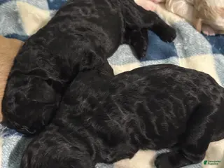 Goldendoodle dogs Goldendoodle Puppy 1 - Ad 38