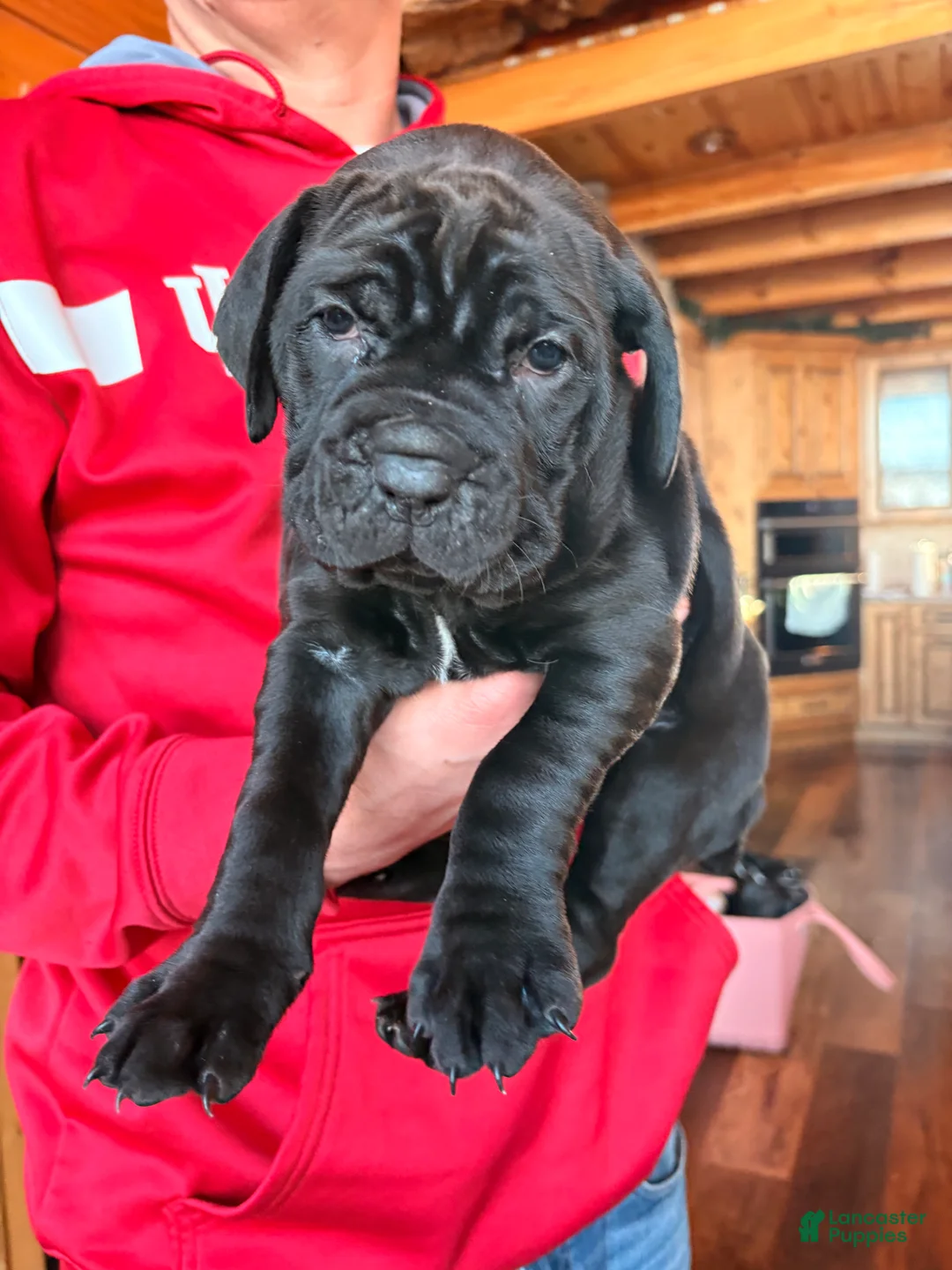 Cane Corso dogs for sale: Green boy - Ad 10