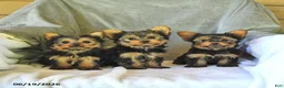 Yorkshire Terrier dogs for sale: Sport - Ad 5