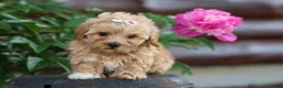 Havapoo dogs for sale: Elise 💛🐾 - Ad 7