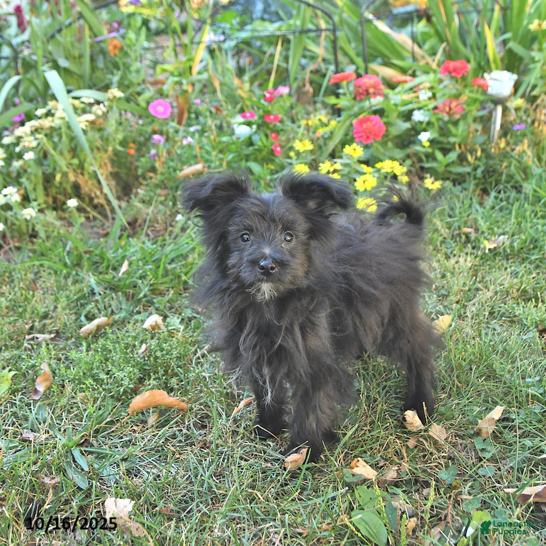 Pomapoo dogs for sale: Banjo - Ad 4