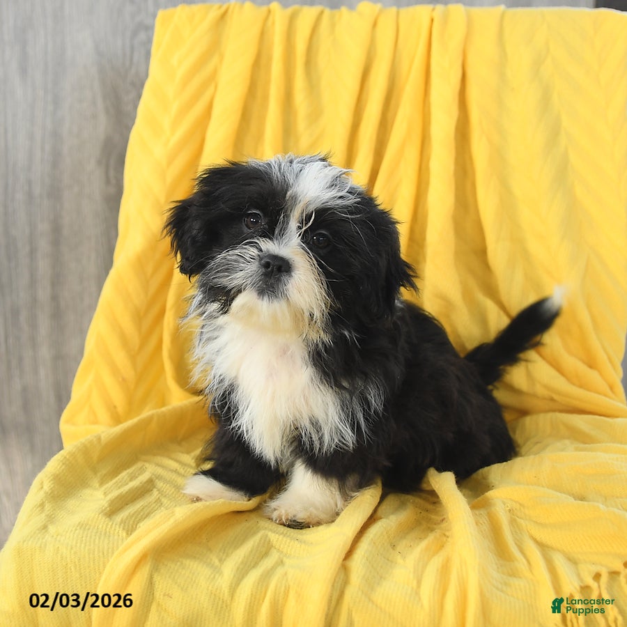 Shih Tzu dogs Amber - Ad 26