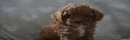 Miniature Poodle dogs for sale: GEORGE - Ad 7