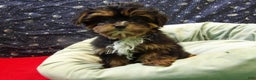 Shorkie dogs for sale: Juliet - Ad 3