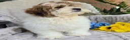 Shihpoo dogs for sale: Sparky - Ad 6