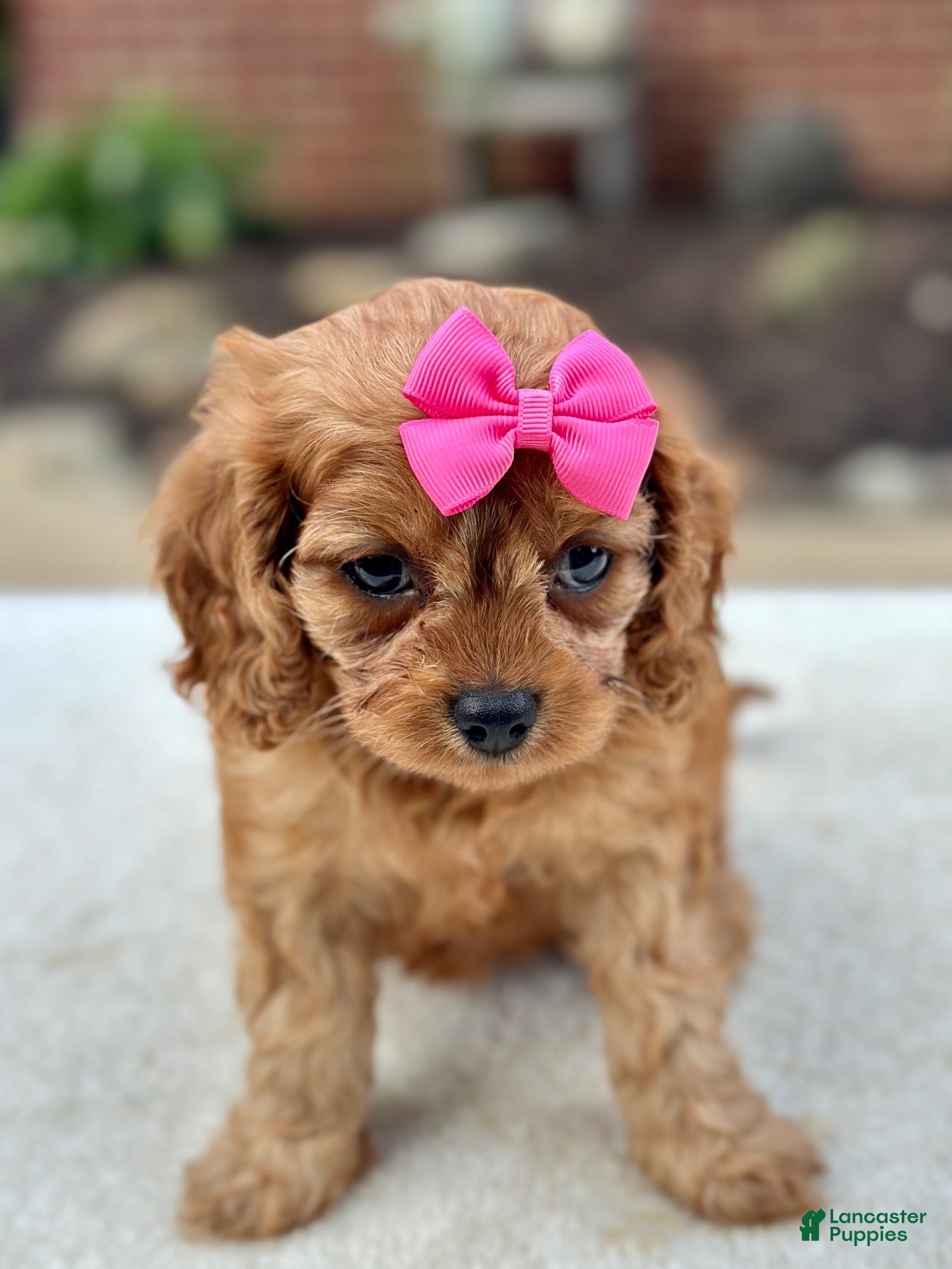 Cavapoo dogs Cavapoo 3 - Ad 1