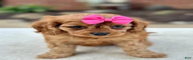 Cavapoo 3