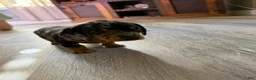 Miniature Dachshund dogs for sale: Miniature Dachshund 2 - Ad 6