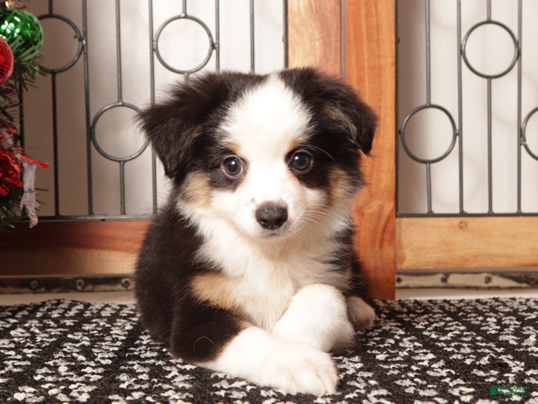 Miniature Australian Shepherd dogs for sale: Blaze  - Ad 1
