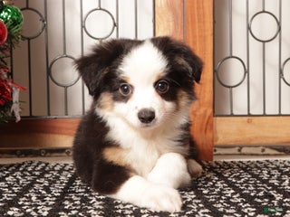 Miniature Australian Shepherd dogs Blaze - Ad 1
