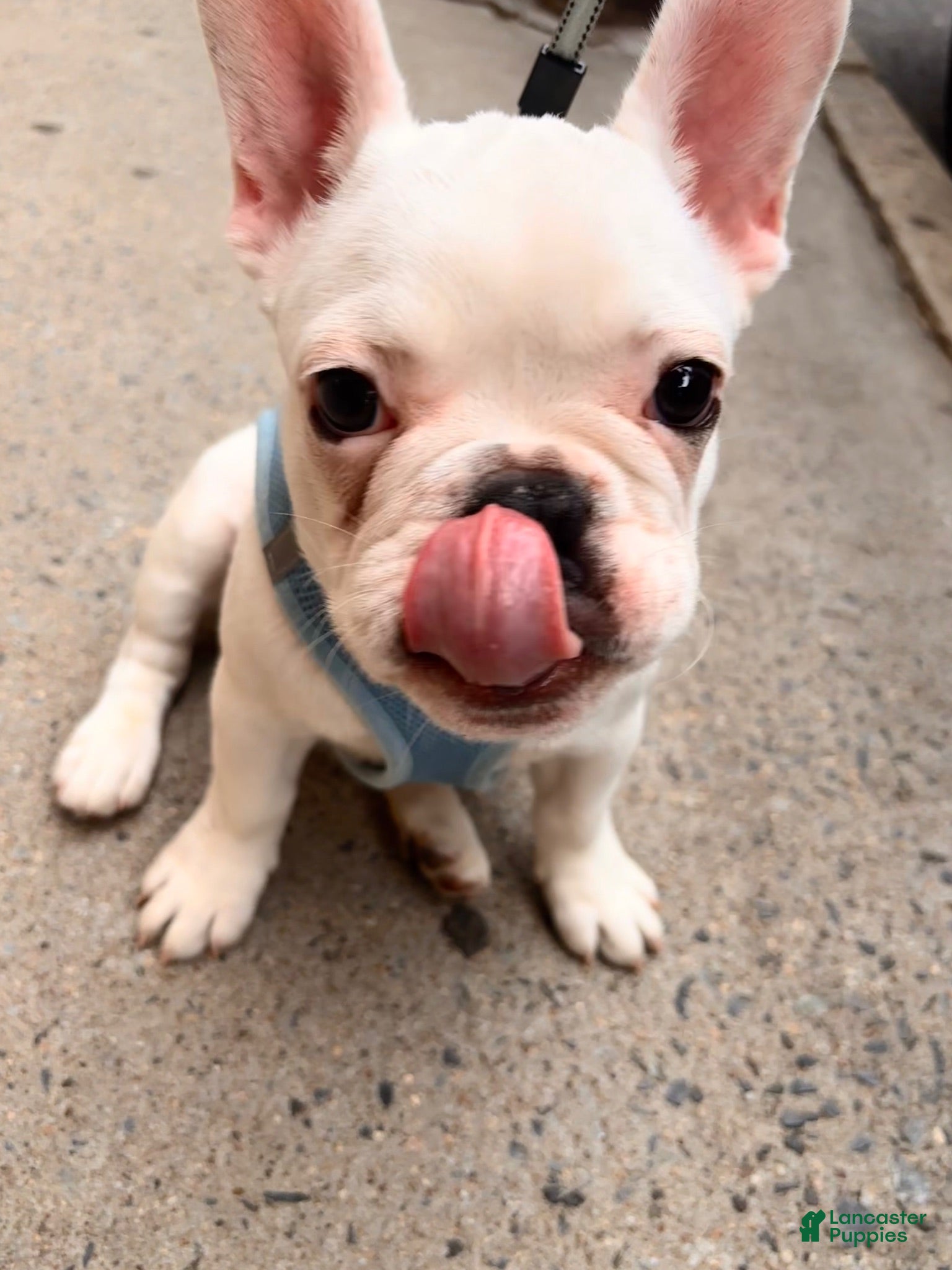 French Bulldog dogs French Bulldog 1 - Ad 35