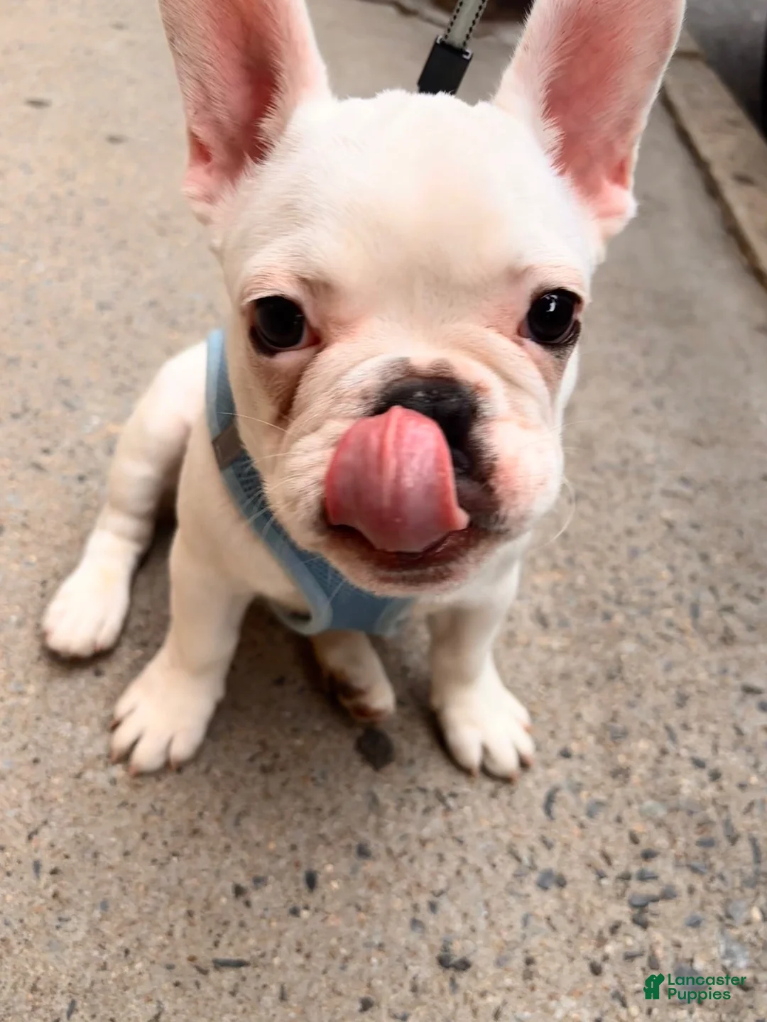 French Bulldog dogs for sale: French Bulldog 1 - Ad 1