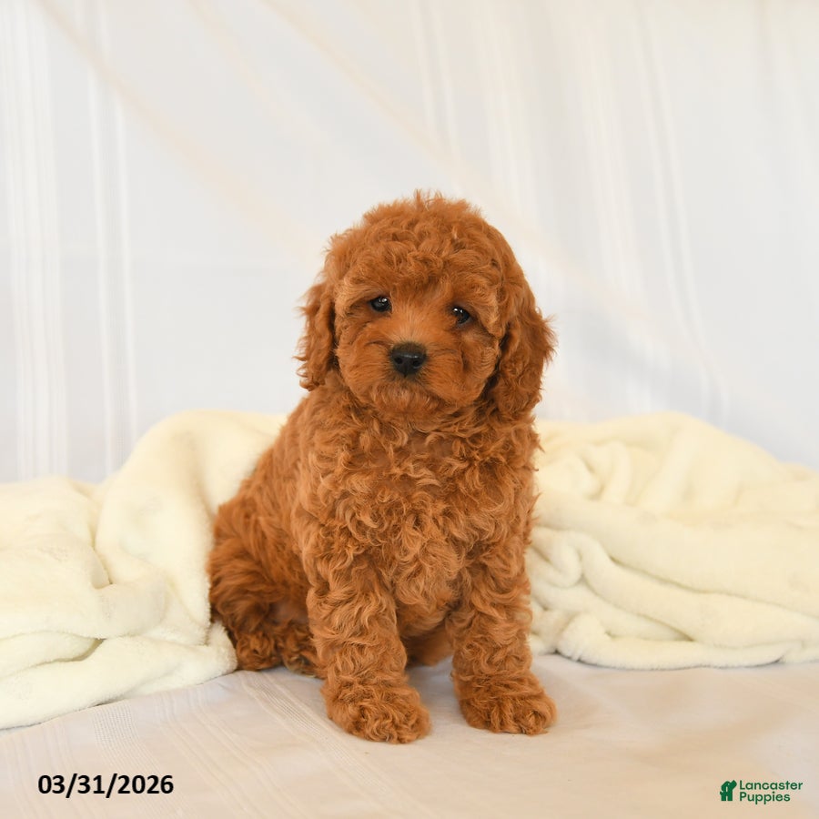 Miniature Poodle dogs Francie - Ad 2