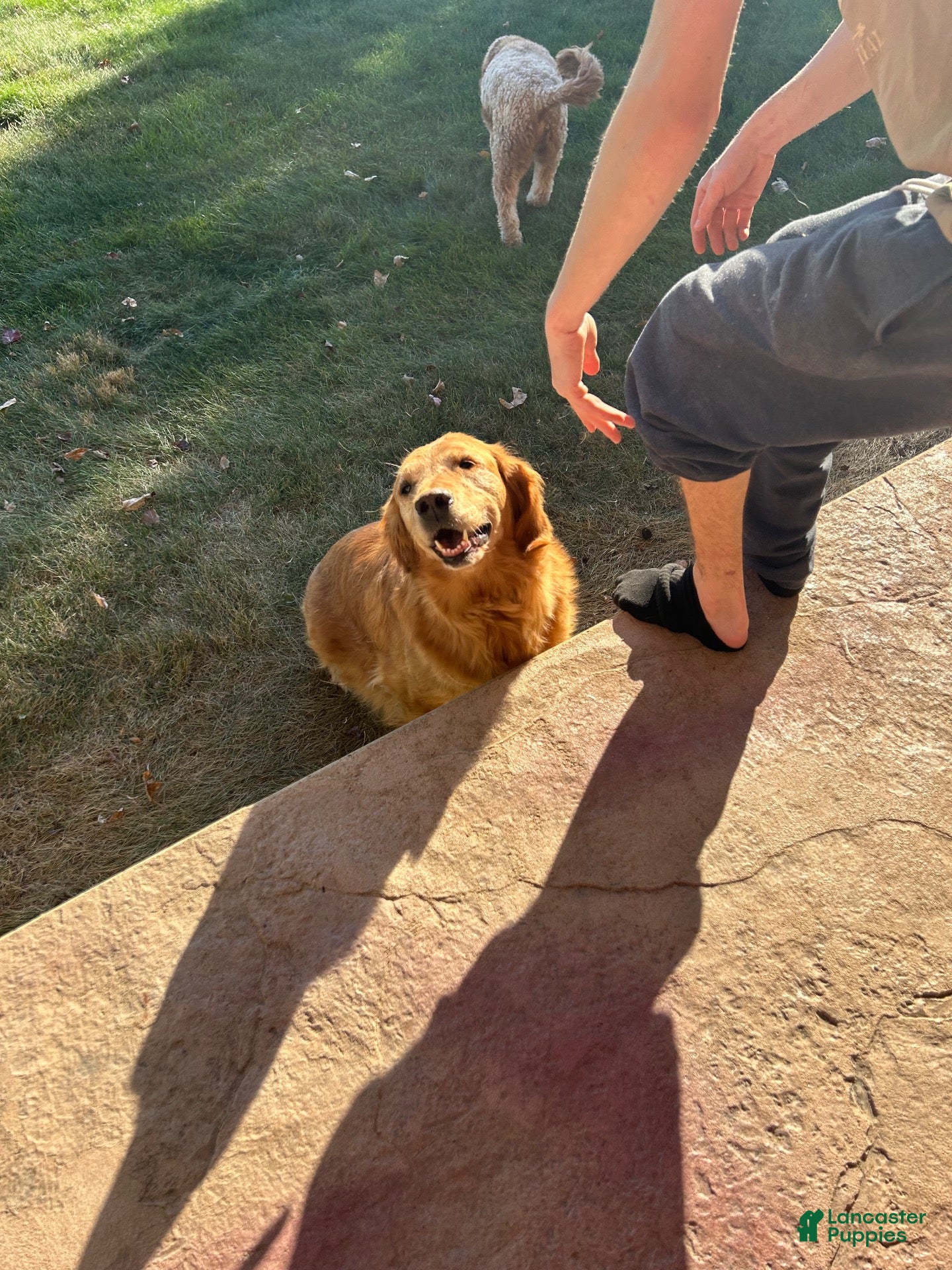 Golden Retriever dogs Lacy - Ad 2