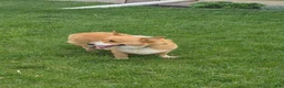 Welsh Corgi Pembroke dogs for sale: Tucker - Ad 7