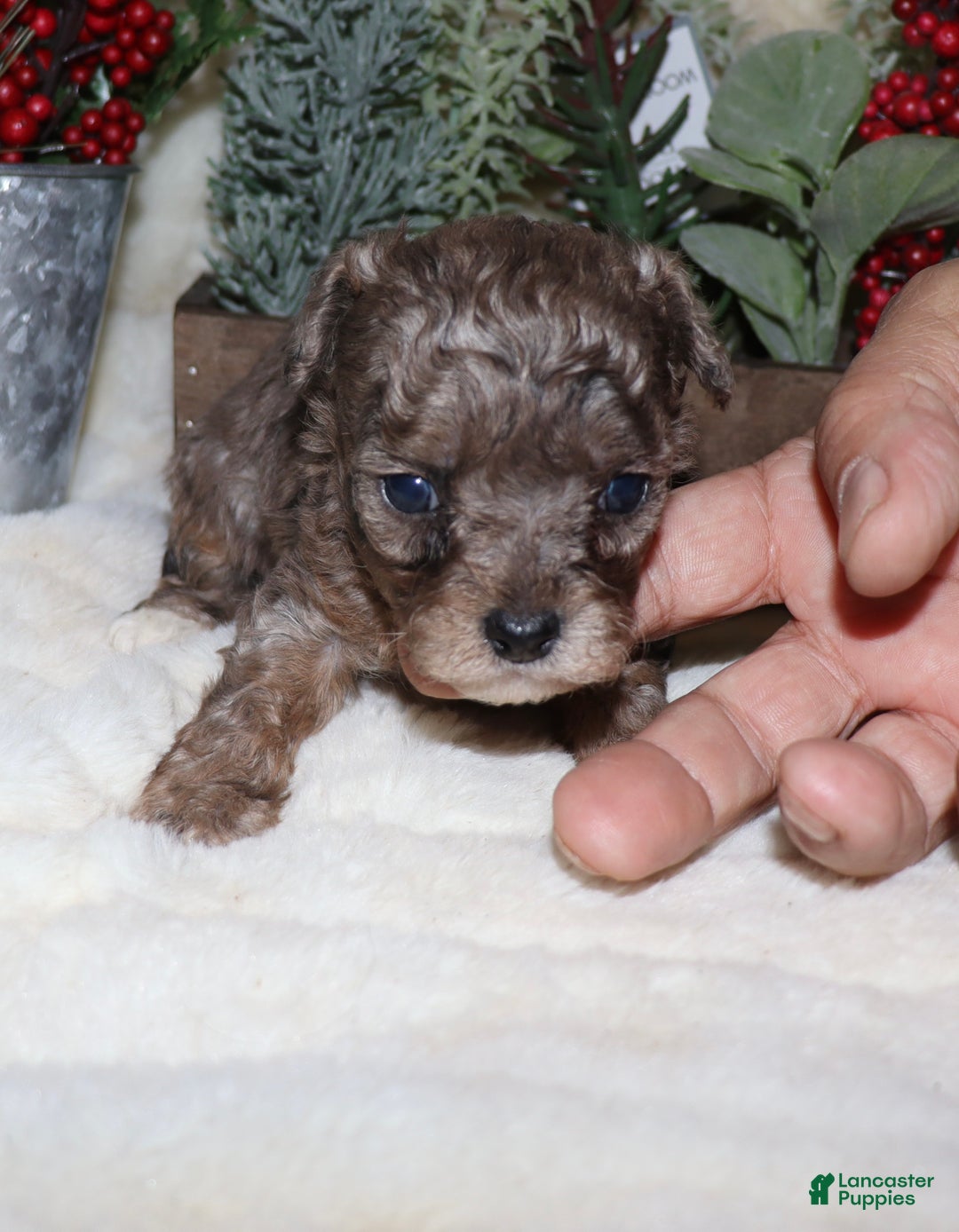 Toy Poodle dogs for sale: Marla- blue merle - Ad 3