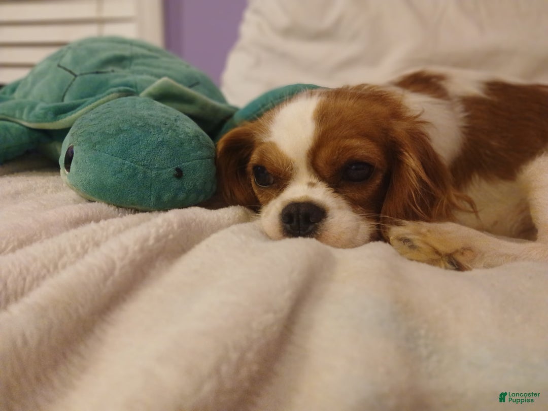 Cavalier King Charles Spaniel dogs for sale: Cavalier King Charles Spaniel Puppy 4 - Ad 5