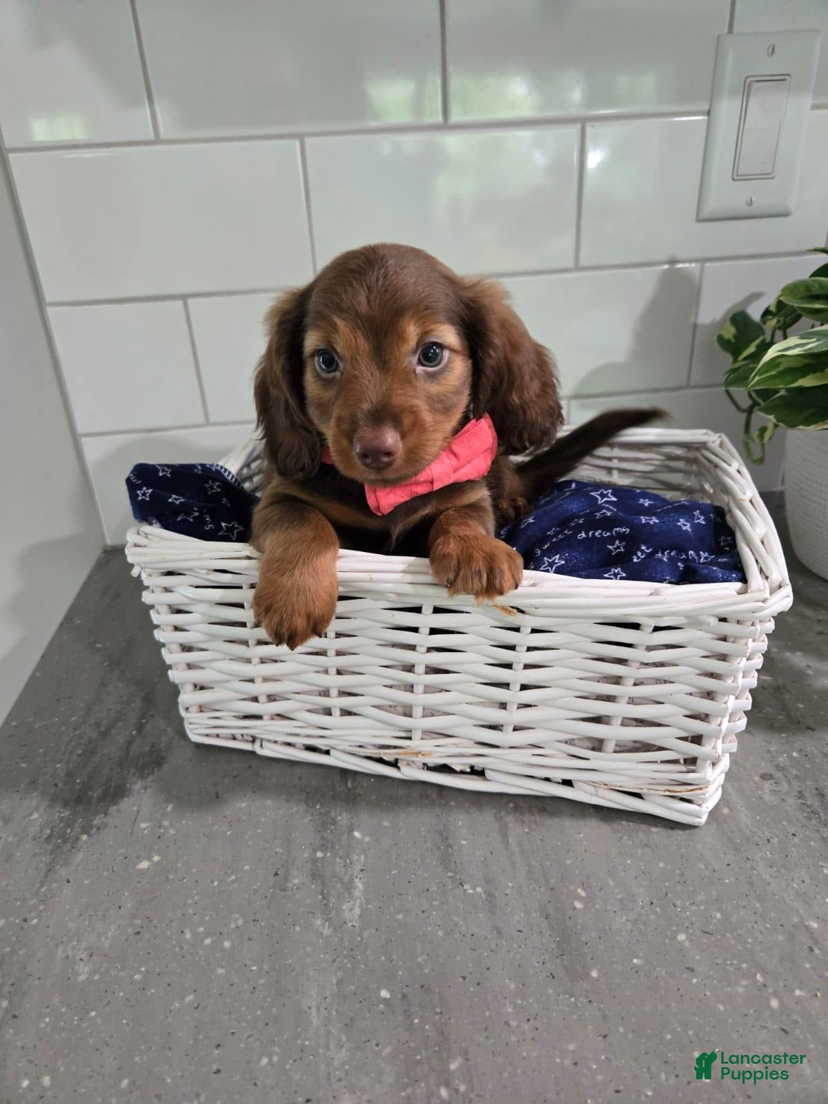 Miniature Dachshund dogs Butch - Ad 1