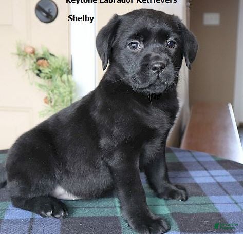 Labrador Retriever dogs Shelby - Champ lines - Ad 10