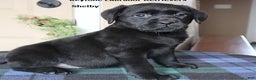 Labrador Retriever dogs for sale: Shelby - Champ lines - Ad 1