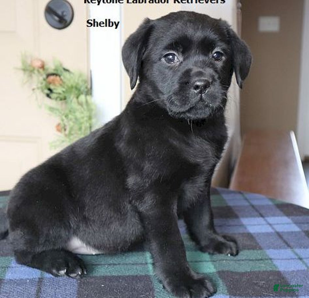 Labrador Retriever dogs for sale: Shelby - Champ lines - Ad 1