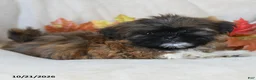 Shih Tzu dogs for sale: Trinket - Ad 5