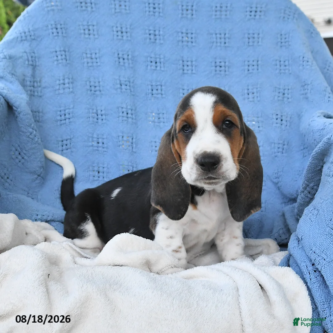 Basset Hound dogs for sale: Chuck - Ad 1