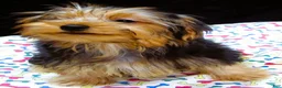 Yorkshire Terrier dogs for sale: Yorkie - Ad 12