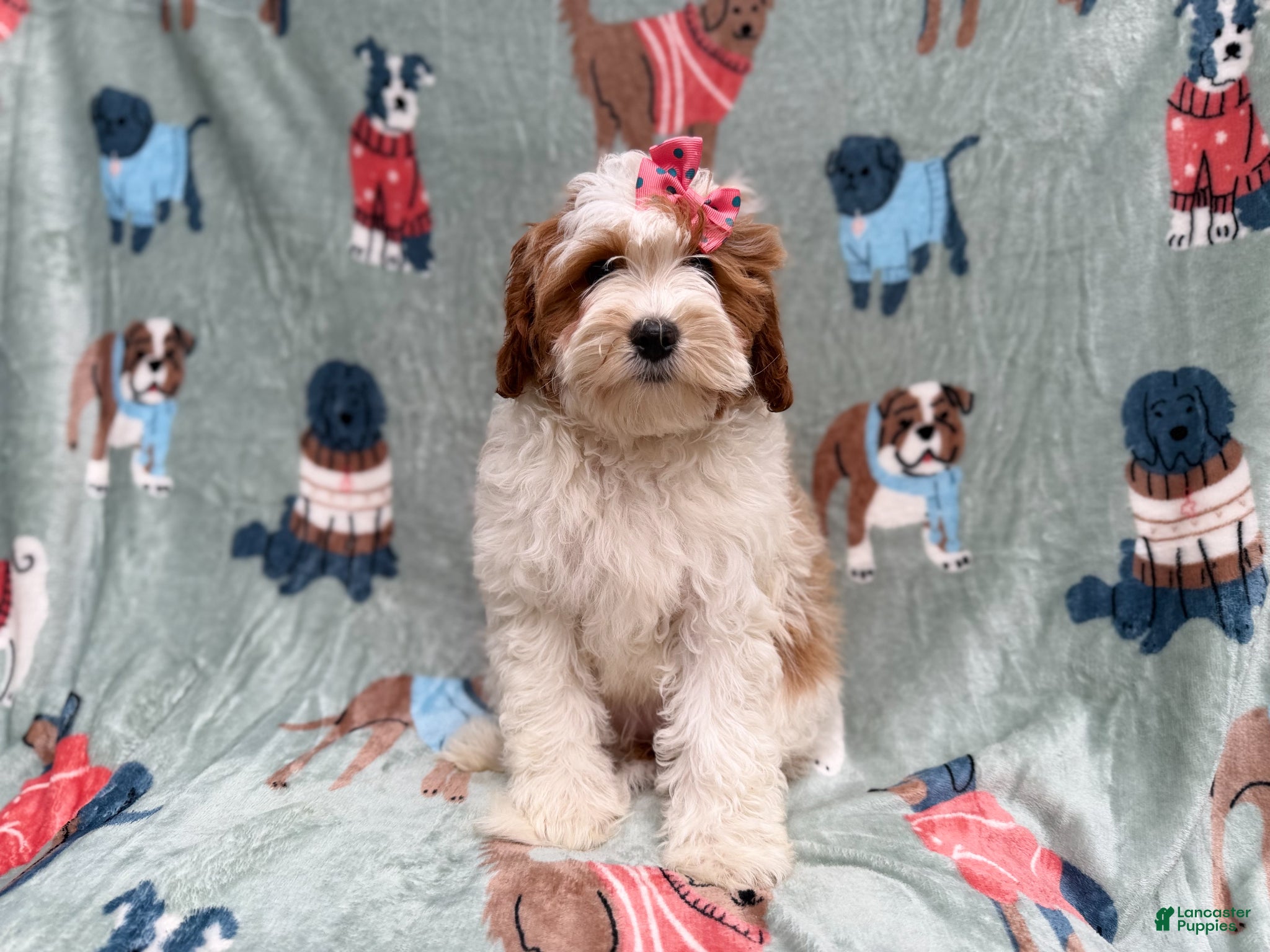 Cavapoo dogs Ember - Ad 13