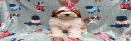 Cavapoo dogs for sale: Ember - Ad 1