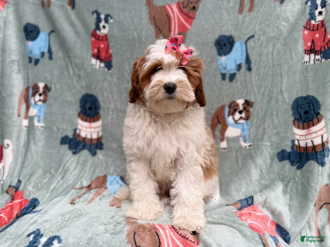 Cavapoo dogs for sale: Ember - Ad 1