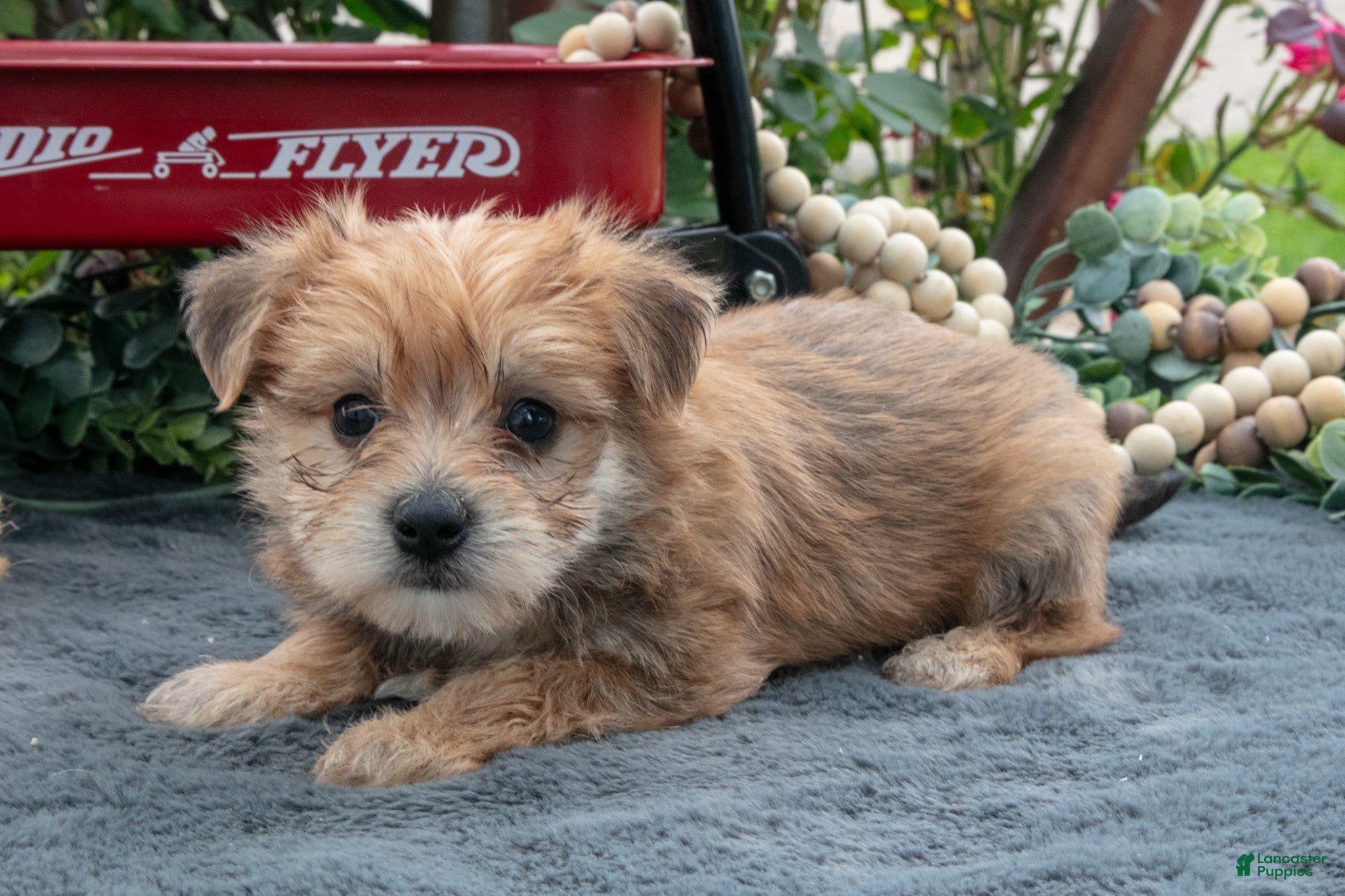 Morkie dogs Chester - Ad 1