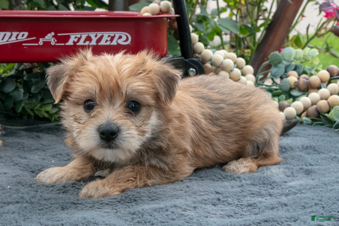 Morkie dogs for sale: Chester - Ad 1