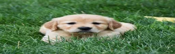 Golden Retriever dogs for sale: Opal - Ad 2