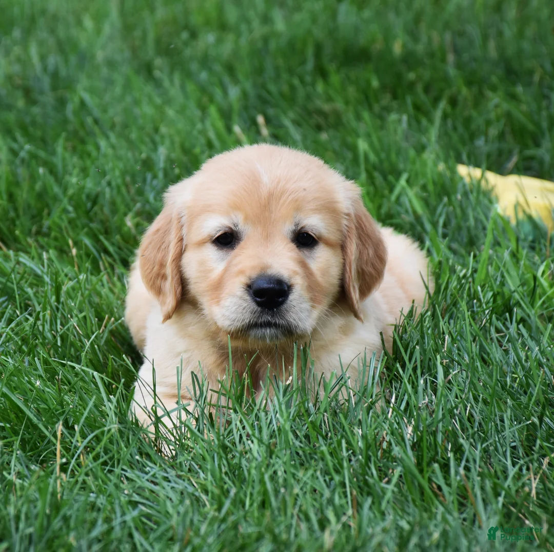 Golden Retriever dogs for sale: Opal - Ad 2
