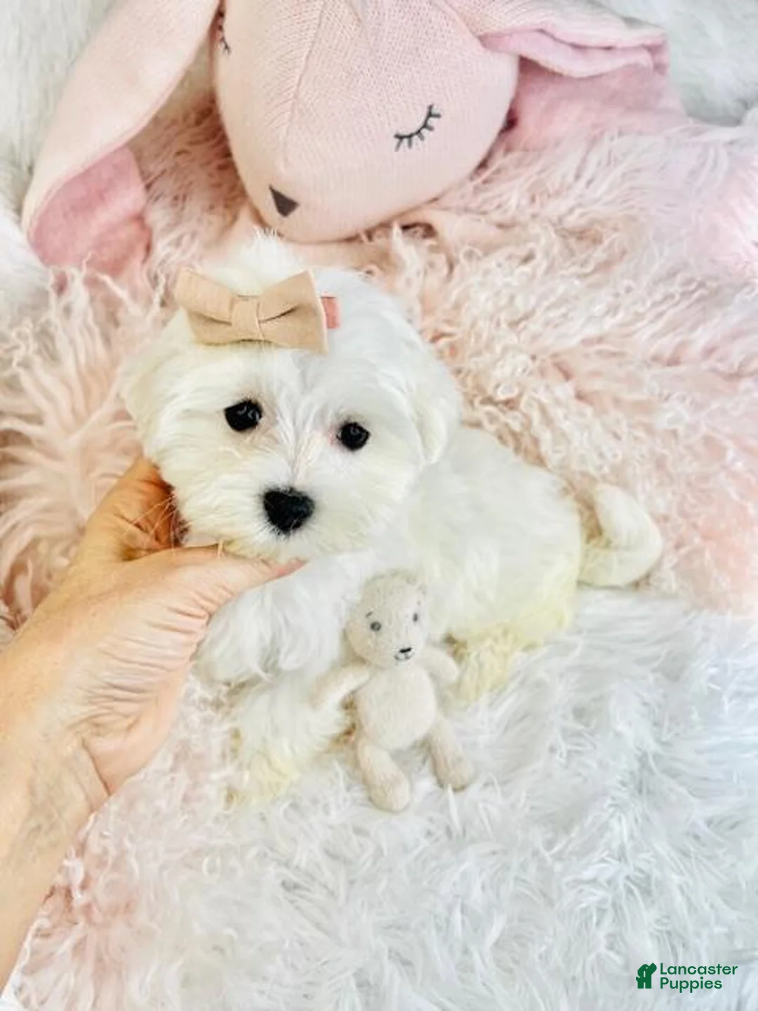 Maltese dogs for sale: Maltese Puppy 1 - Ad 3
