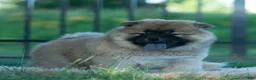 Chow Chow dogs for sale: Beast - Ad 7