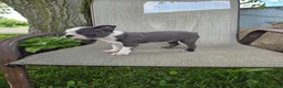 Boston Terrier dogs for sale: C.J. - Ad 3