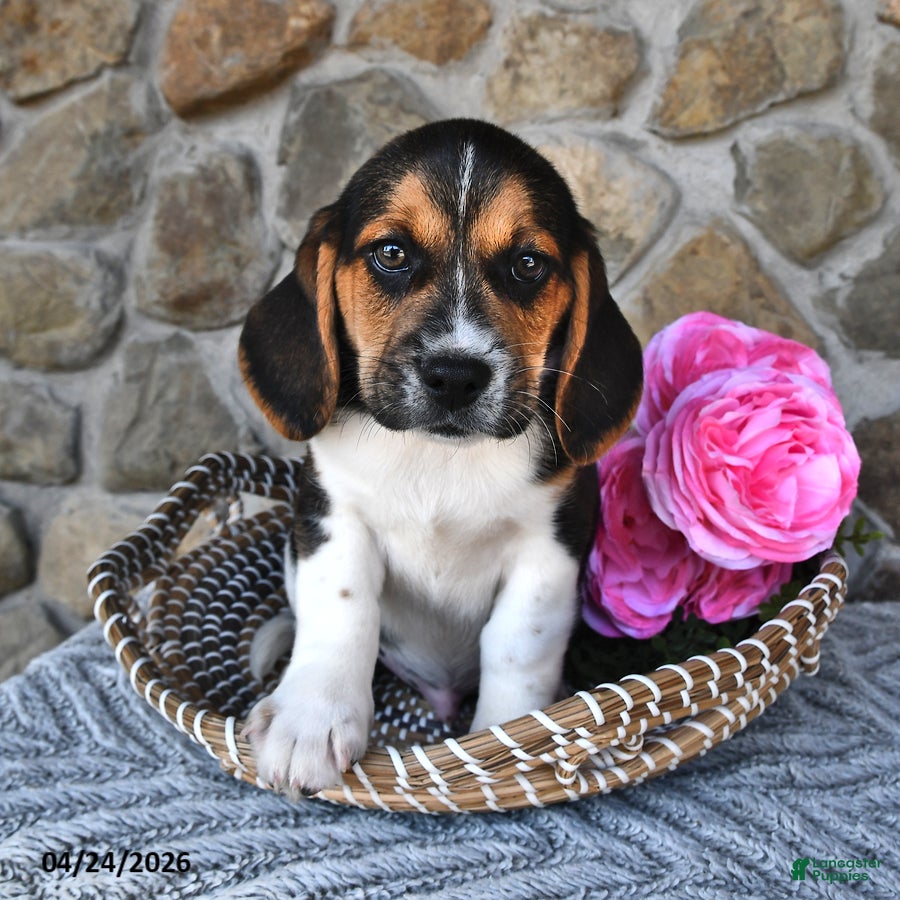 Mixed Breed dogs Clover - Ad 1
