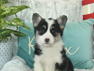 Welsh Corgi Pembroke dogs Honeydew - Ad 11