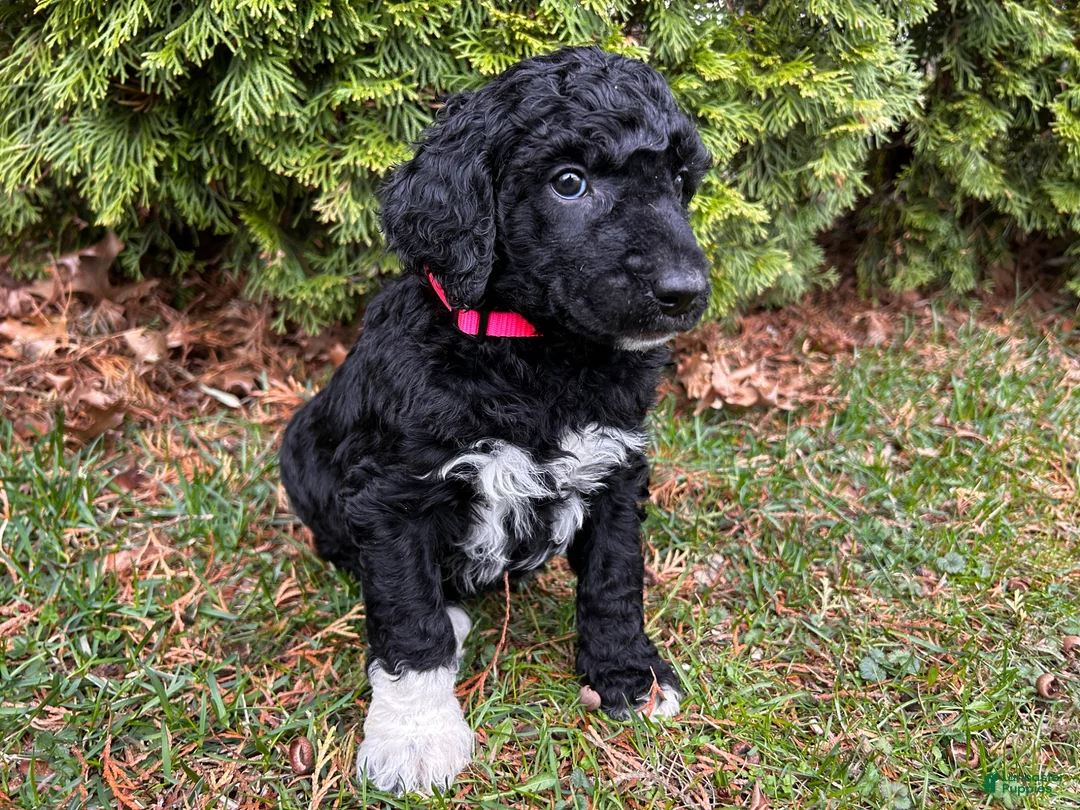 Standard Poodle dogs for sale: ⚓️Coral-AKC Standard🐩 - Ad 1