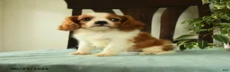 Cavalier King Charles Spaniel dogs for sale: Aspen  - Ad 1