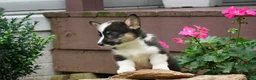 Welsh Corgi Pembroke dogs for sale: Willow - Ad 5