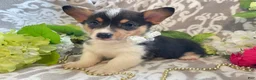Welsh Corgi Pembroke dogs for sale: Maci - Ad 3