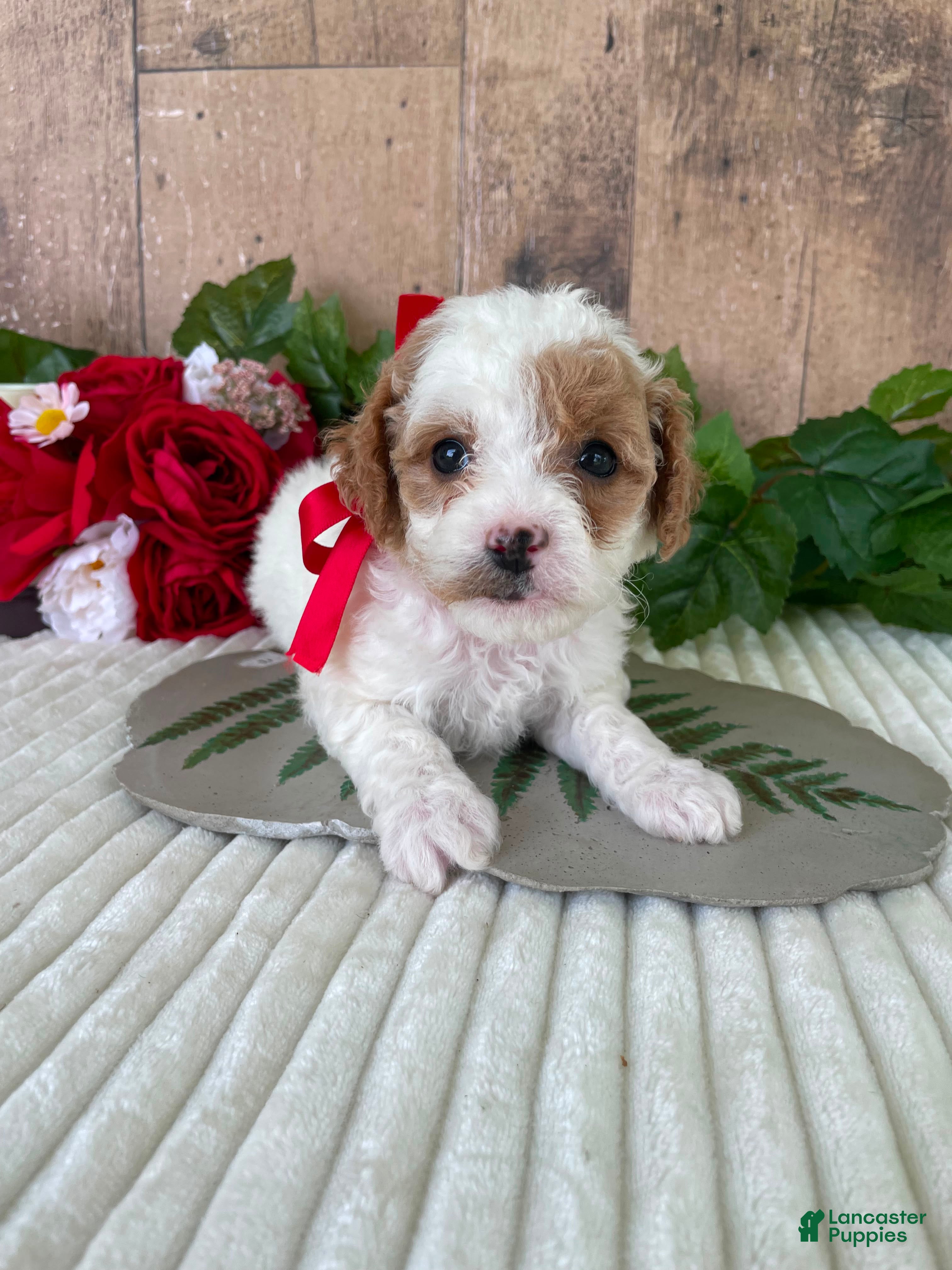 Mini Goldendoodle dogs Miss Waffle - Ad 13
