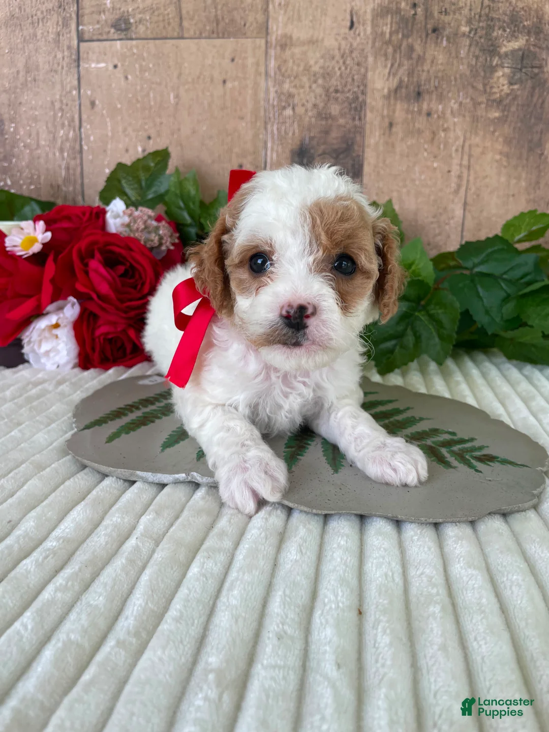 Mini Goldendoodle dogs for sale: Miss Waffle - Ad 1