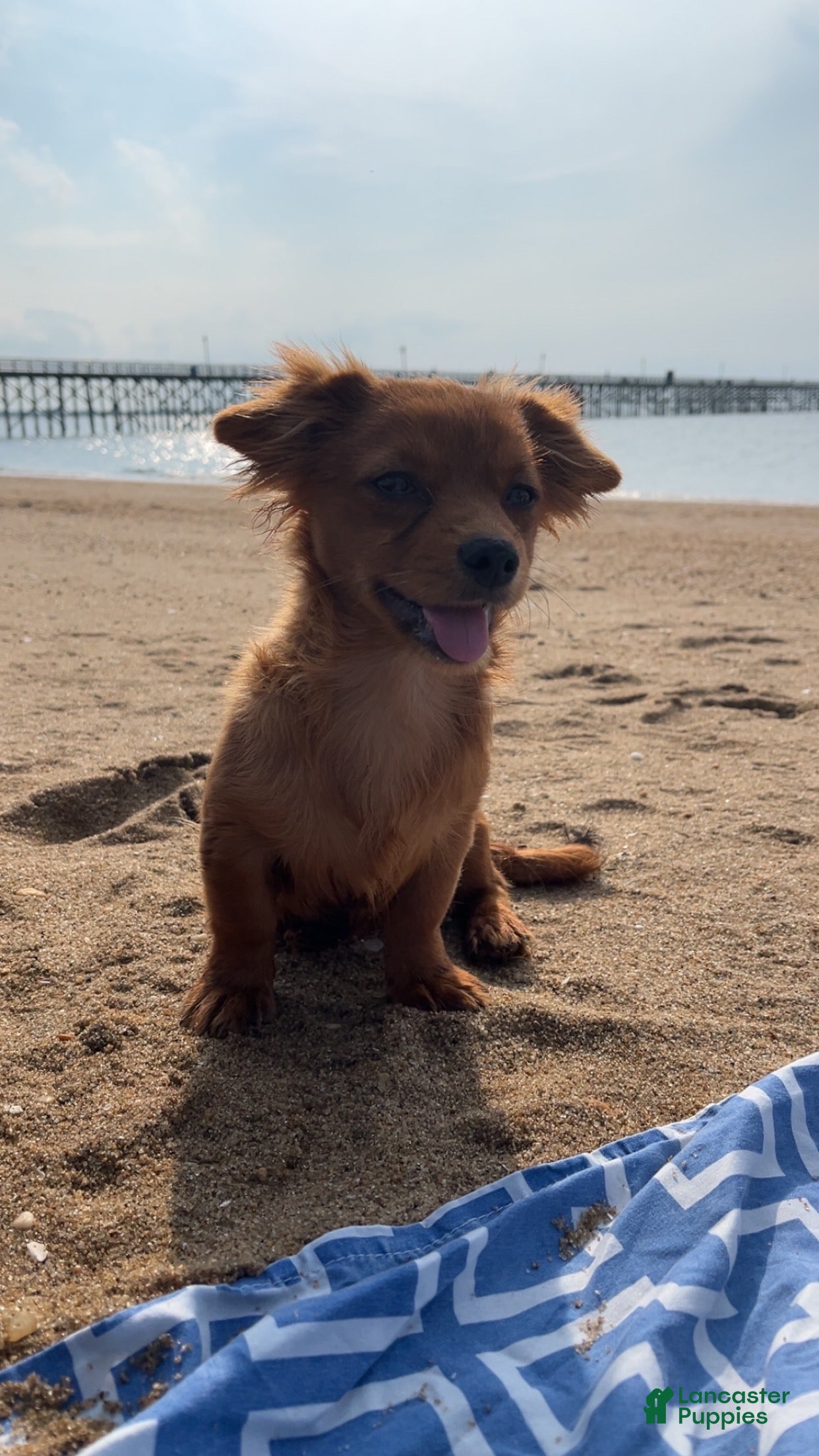 Mixed Breed dogs Joy - Ad 26